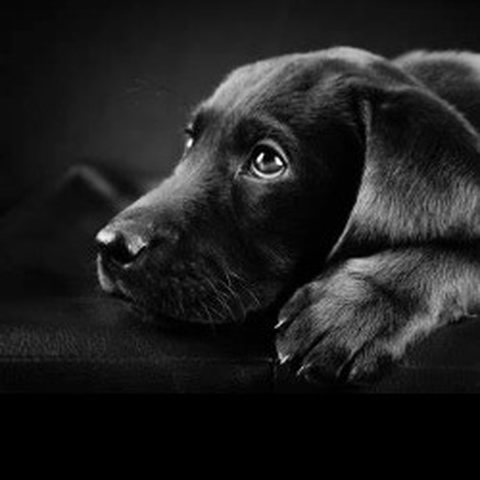 Image of Animal & Object